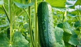 吃瓜网红高清图片大全集,全网热传！吃瓜网红高清美图大集合